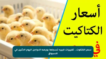 سعر الكتكوت.. تغييرات كبيرة تسجلها بورصة الدواجن اليوم الاثنين في الأسواق